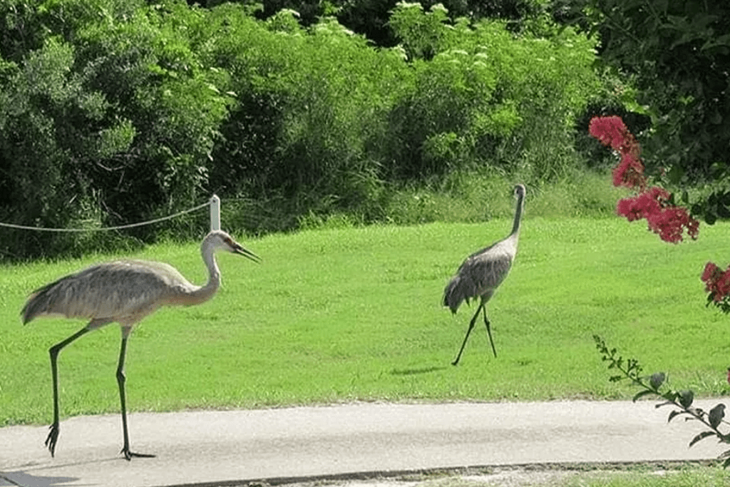 Birds walking on golf course path